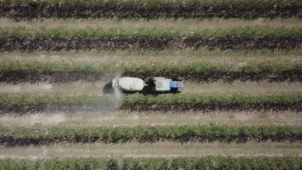Suez Agriculture